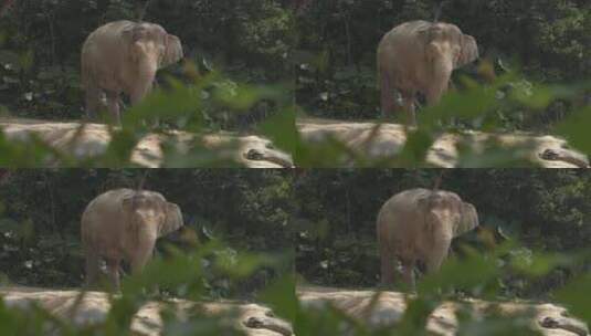 大象幼崽高清在线视频素材下载