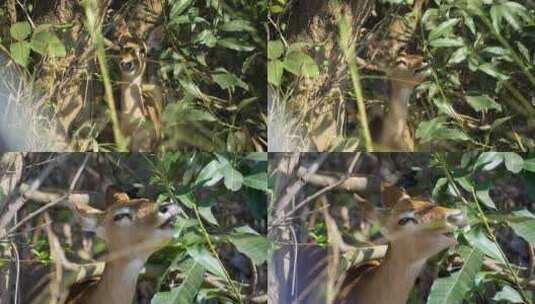 海南坡鹿吃树叶高清在线视频素材下载