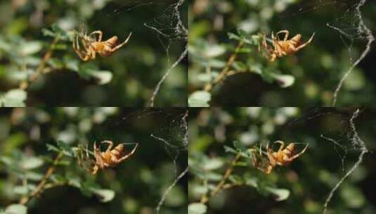 蜘蛛织网高清在线视频素材下载