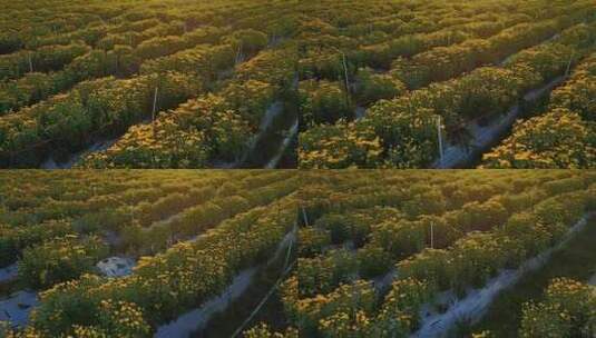 菊花种植基地高清在线视频素材下载