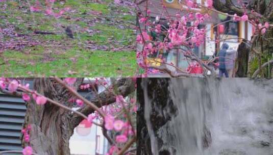 杭州植物园梅花花朵开花春天风景视频素材高清在线视频素材下载