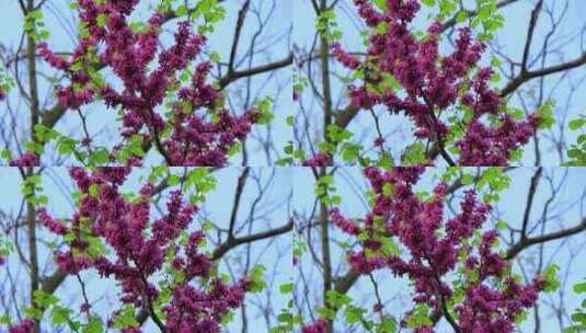 春天长出嫩叶和开满一串串紫色花瓣的紫荆高清在线视频素材下载