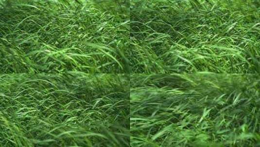治愈画面风吹动绿色的草高清在线视频素材下载