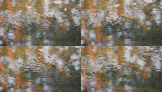 春天水中游动的蝌蚪高清在线视频素材下载