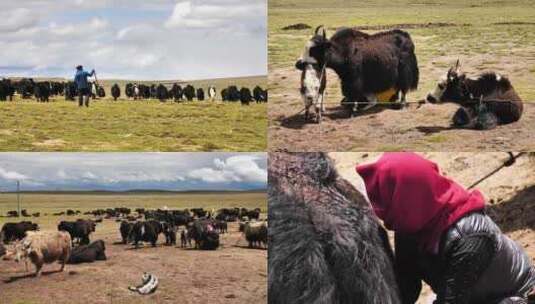 西藏放牧牦牛群挤奶高清在线视频素材下载