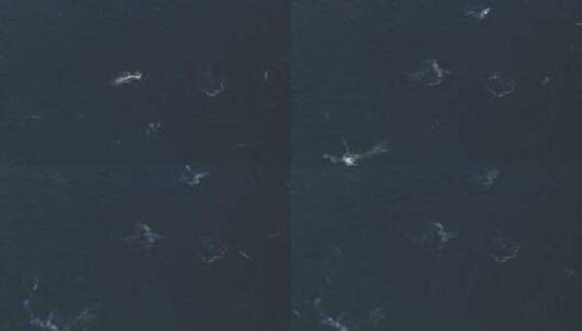 企鹅在海洋中游泳清水鸟瞰俯视图高清在线视频素材下载