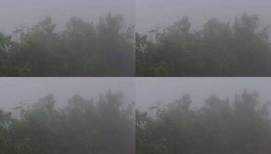 雾气迷雾森林树木高清在线视频素材下载