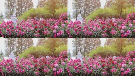 公园里唯美的玫瑰花高清在线视频素材下载