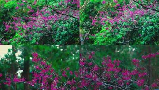 大山花开特写大景合集高清在线视频素材下载