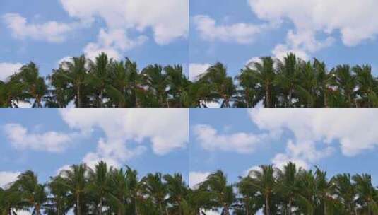 中国三亚蓝天白云与椰树风光高清在线视频素材下载