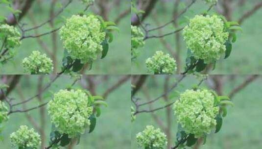 雨后美丽的绿色绣球花高清在线视频素材下载