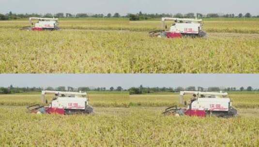 收割机农用机械化农业收稻机丰收高清在线视频素材下载