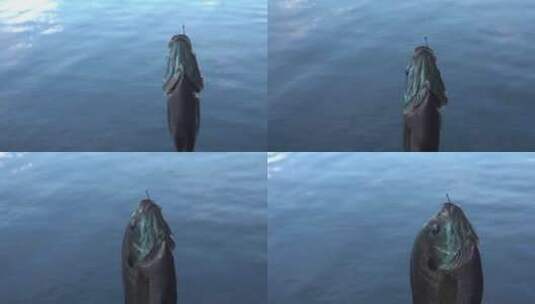 湖边挂机的鱼高清在线视频素材下载