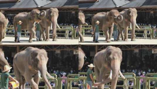 西双版纳野象谷-大象表演高清在线视频素材下载