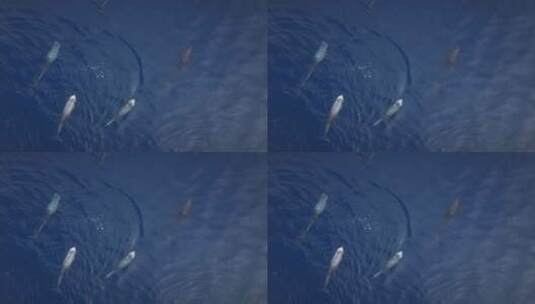 海洋中的海豚在豆荚中游泳蓝色的海水高清在线视频素材下载