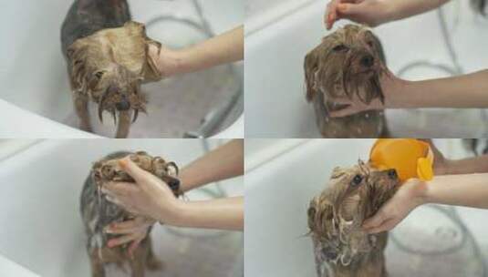 狗洗澡高清在线视频素材下载