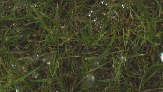 草地上的雨高清在线视频素材下载
