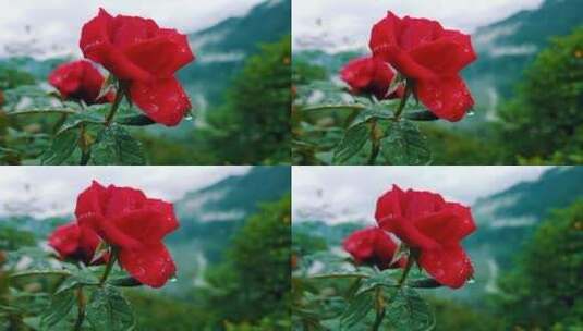 雨后娇艳欲滴的玫瑰花高清在线视频素材下载