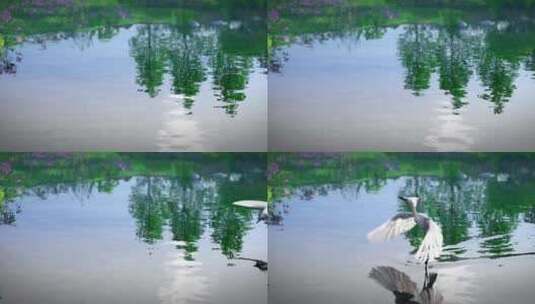 三维湖泊 水面鸟飞过 湿地公园  公园高清在线视频素材下载