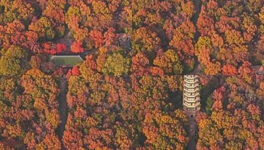 南京钟山风景区灵谷寺秋景高清在线视频素材下载