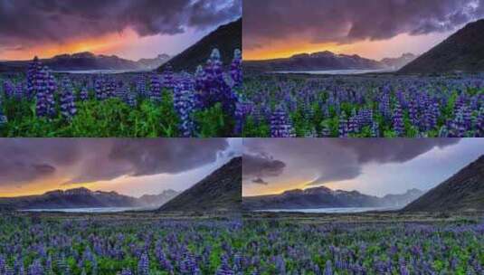 羽扇豆，现场，冰岛，风景高清在线视频素材下载