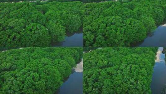 广东红树林湿地 海边红树林 候鸟栖息地航拍高清在线视频素材下载