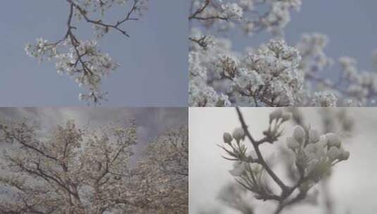 梨花 梨园 春天 赏花 梨花树下打太极高清在线视频素材下载