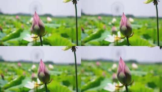 荷花视频007高清在线视频素材下载