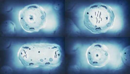 有丝分裂的阶段裂变繁殖分裂复制克隆基因链高清在线视频素材下载