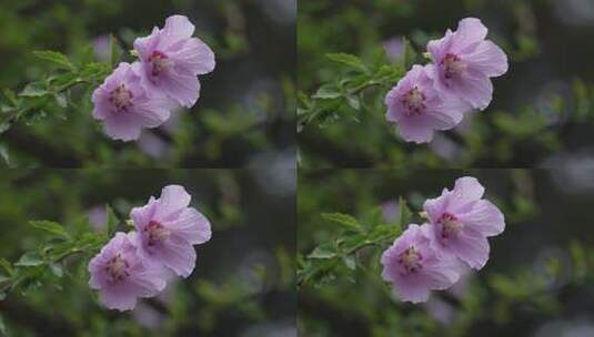 木槿花特写高清在线视频素材下载