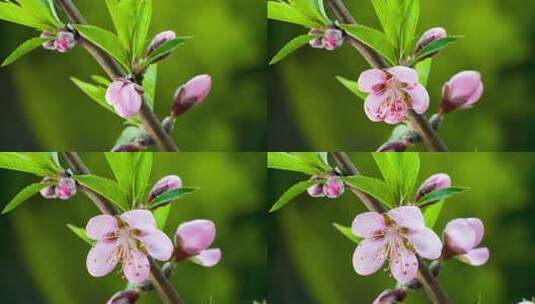 桃花60帧-5高清在线视频素材下载