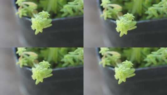 绿色 盆栽 多花瓣植物 生命力 生机高清在线视频素材下载