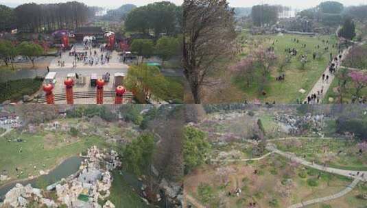 东湖梅园高清在线视频素材下载