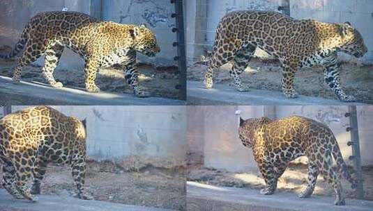 美洲豹 豹子 食肉目 猫科 动物高清在线视频素材下载