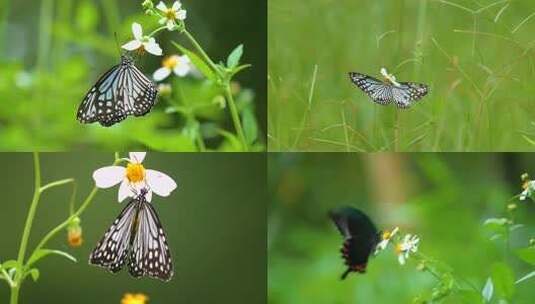 4K实拍 大绢斑蝶草丛间飞舞蝴蝶采蜜授粉高清在线视频素材下载