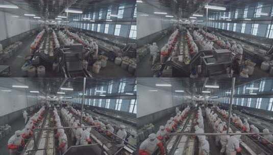 海参加工生产线工人在流水线上处理海鲜高清在线视频素材下载