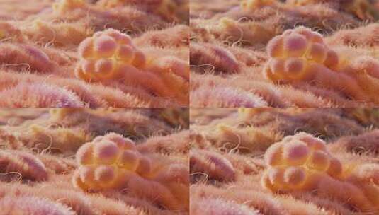 细胞分裂生命起源医疗科技概念视频高清在线视频素材下载