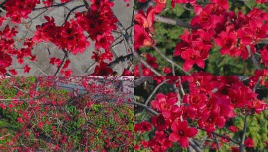 木棉花特写素材高清在线视频素材下载