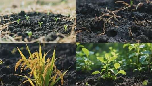 东北黑土壤上的希望与丰收高清在线视频素材下载