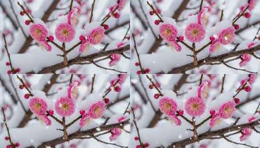 雪中盛开的粉色梅花高清在线视频素材下载