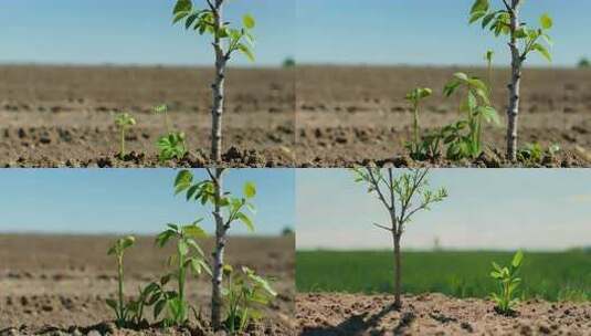 植物破土生长延时高清在线视频素材下载