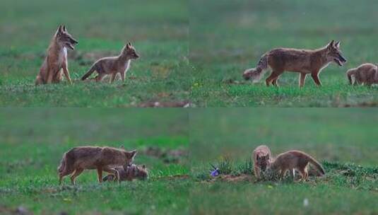 草原上行走奔跑玩耍的狐狸高清在线视频素材下载