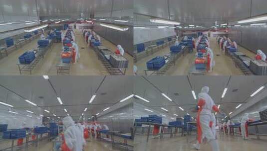 海参加工生产线工人在流水线上处理海鲜制品高清在线视频素材下载