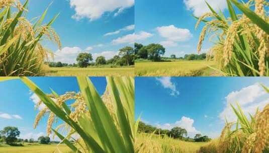 金黄稻田与蓝天白云自然风光高清在线视频素材下载