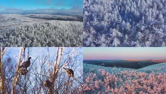 林海雪原高清在线视频素材下载