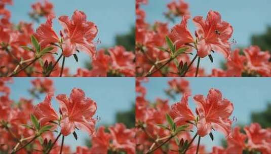 春日杜鹃花开蜜蜂飞舞唯美风光视频高清在线视频素材下载