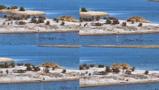 山东黄河口候鸟迁徙高清在线视频素材下载