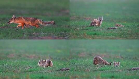 草原上行走奔跑玩耍的狐狸高清在线视频素材下载
