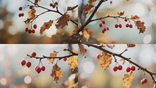 秋日枝头红果与枯叶特写高清在线视频素材下载