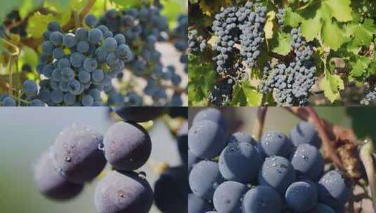 葡萄特写镜头高清在线视频素材下载